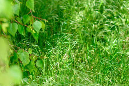 Beautiful green plants in the garden on a warm summer day. Summer background