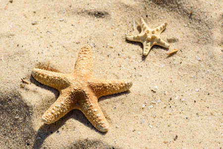 Sea star on the sand on the ocean on a warm summer day. Summer backgroundの写真素材