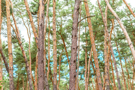 Beautiful forest with tall pine trees outside the city on a warm summer day. Summer holidays in...