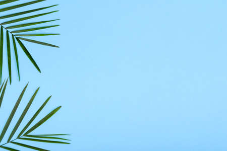 Leaves of a green plant on a colored background with a place for text. Summer backgroundの写真素材