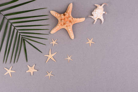 Beach accessories with shells and sea stars on a colored backgroundの写真素材