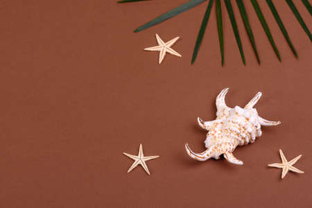 Beach accessories with shells and sea stars on a colored backgroundの写真素材