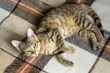 Portrait of a bengal kitten cat,Close up. Cat in the home interior