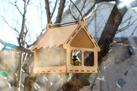 A tit eats food from a bird feeder. wooden bird house. Yellow little bird in the park on a sunny day
