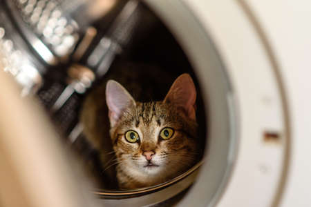 Cute kitten sitting in a drum of a washing machine. Funny pet