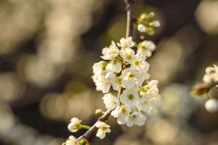 Plum blossom tree in a country garden near a country house. White spring plum blossom in the garden
