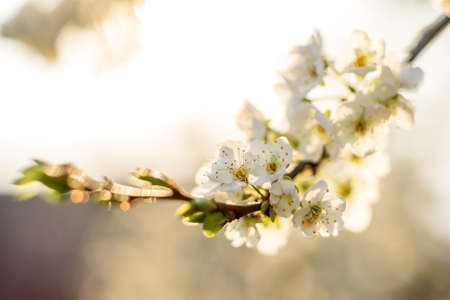 Plum blossom tree in a country garden near a country house. White spring plum blossom in the garden