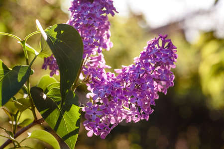 Beautiful lilac flowers branch on a green background, natural spring background, soft selective...