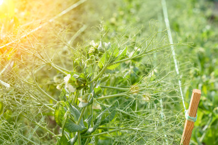 Agricultural field with flowering peas. Gardening background with green plantsの写真素材