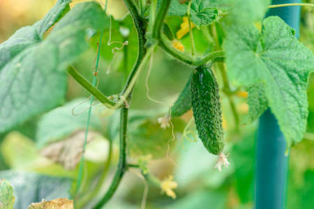 The growth and blooming of greenhouse cucumbers. The Bush cucumbers on the trellisの写真素材