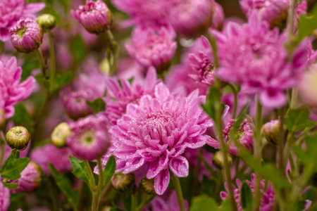 A close up photo of a bunch of pink chrysanthemum flowers. Chrysanthemum pattern in flowers park