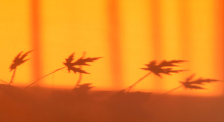 Beautiful orange defocus background with tree branches shadow. Can be used as backgroundの写真素材