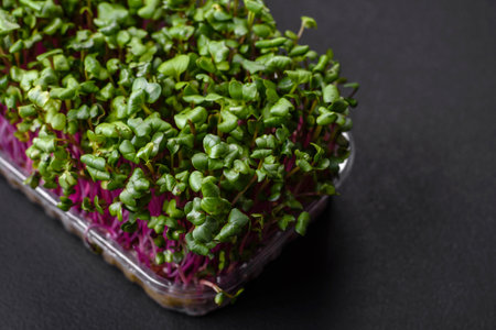 Fresh microgreen radish in a plastic box on a dark concrete background. Growing plants at home
