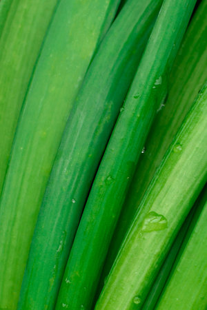 Fresh green onions on a wooden rectangular cutting board on a dark concrete background