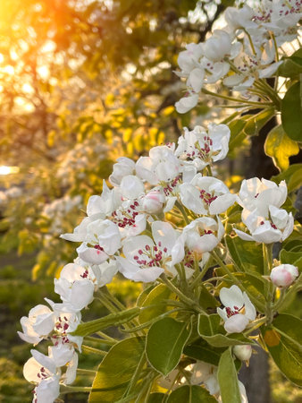 Blooming pear or apple fruit tree on a warm spring morning. background for your needsの写真素材