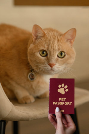 A pet passport is a document with vaccination and travel information for a cat, dog, or other animal. A pet passport as a background for your design