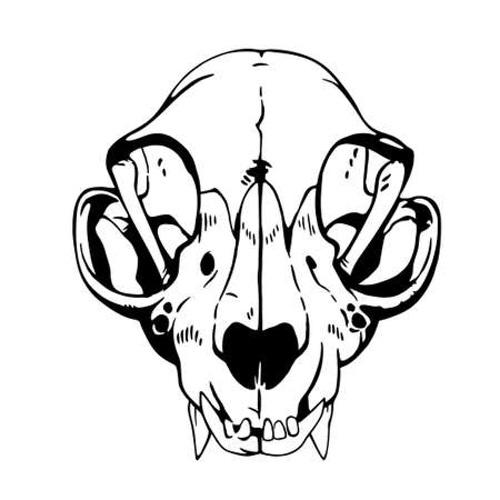 white animal skull anatomical correctのイラスト素材
