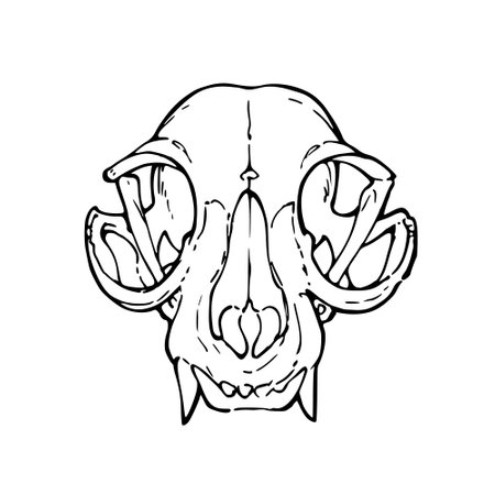 Drawing of a biological animal skullのイラスト素材