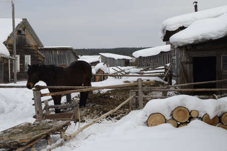 Horse in the Russian village photo was taken in the Arkhangelsk region of Russiaのeditorial素材