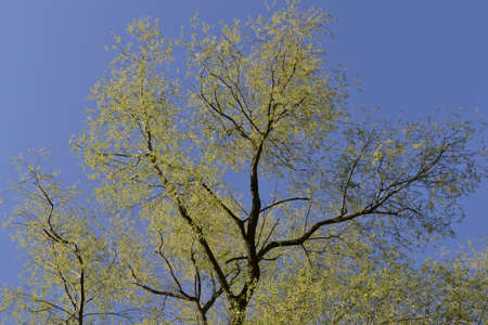  tree This photo was made in Peterhof, Saint-Petersburg, Russia Founded at the beginning of XVIII...