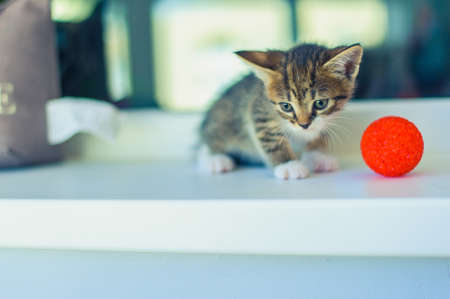a kitten with a white breast sits on a windowsill near a red ballの写真素材