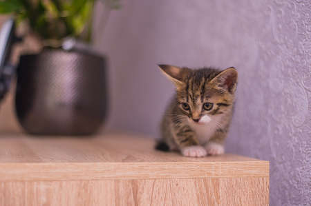 a kitten with white paws sits on a table near a flowerpot and a purple wallの写真素材