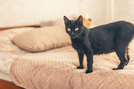black cat with yellow eyes stands on the bedの写真素材