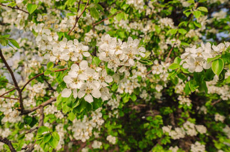 many beautiful white flowers of apple tree with leaves and branchesの写真素材
