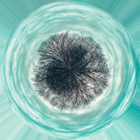 360 degree circle panorama of gloomy trunks and tree branches without foliage against a blue sky with cloudsの写真素材