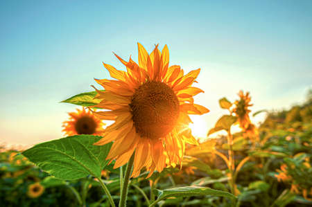 yellow flower of a common sunflower Helianthus in the rays of the setting sunの写真素材