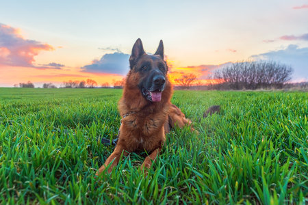 beautiful cute german shepherd lies on green grass in a field at sunsetの写真素材
