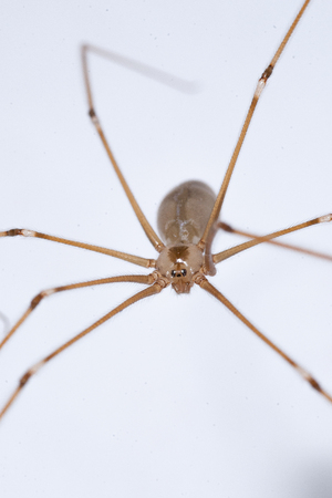 Holocnemus pluchei, the marbled cellar spider, is a cellar spider species found around the Mediterraneanの写真素材