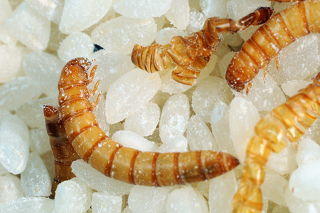 Flour worms. Meal worm as bait for fishing