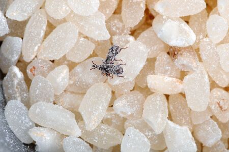 Weevil Insects eat rice grainの写真素材