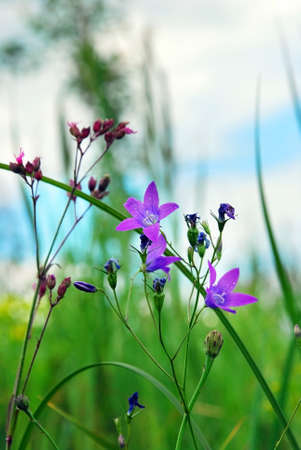 Blooming wild bell-flowers close up in a meadowの写真素材