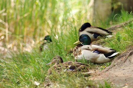 European ducks on grass.の写真素材