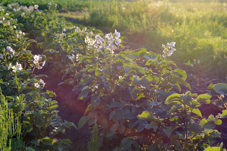 Potato Field at the sunset.の写真素材
