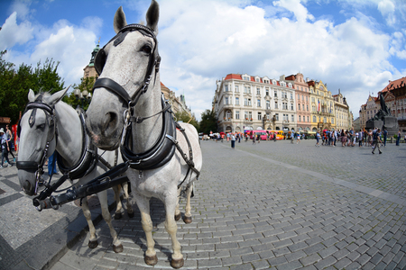PRAGUE, CZECH REPUBLIC - JULY 17, 2017: Horse harness to the Old Town Square Prague, Czech Republicのeditorial素材