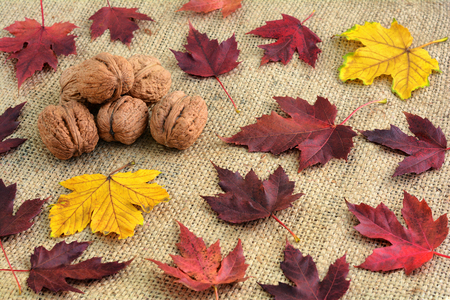 Walnuts on the background of the burlap and fallen autumn leaves. Autumn backgroundの写真素材