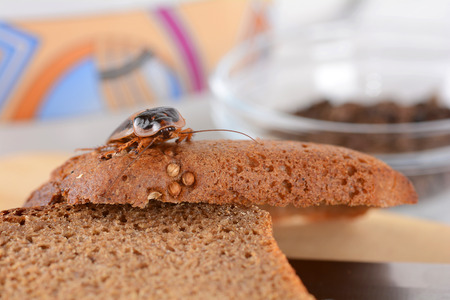 Cockroach in the kitchen. The problem is in the house because of the cockroaches. Cockroach eating...