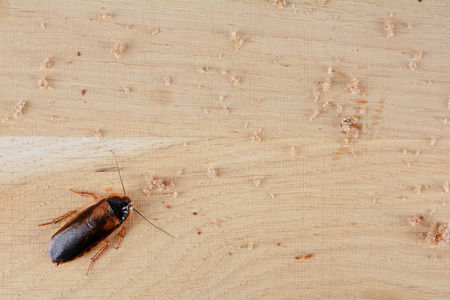 Cockroach in the kitchen. The problem is in the house because of the cockroaches.