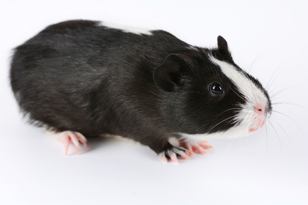 Portrait of cute guinea pig on white backgroundの写真素材