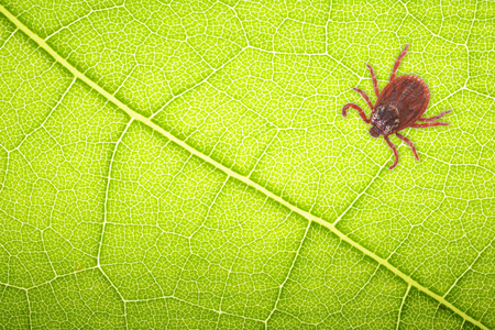 Mite sitting on a green leaf for collage with space for text . Danger of tick bite.の写真素材