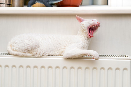 White Cornish Rex cat with amber eyes is sitting on the heating radiator and yawning.の写真素材
