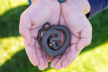 The child caught a reptile. The danger of being bitten by a snakeの写真素材