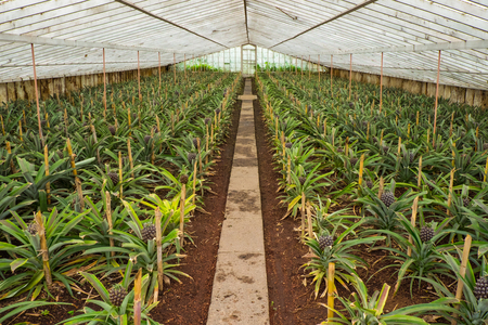 Pineapple farm with rows of pineapple in the greenhouse in Azores.の写真素材
