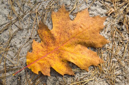 Autumn leaves of canadian oak close up.の写真素材