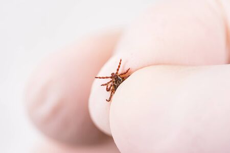 Danger of tick bite. Shows close-up mite in the hand in glove.の写真素材