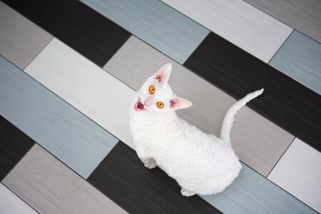 Domestic white cat (Cornish Rex) asks for food sitting on the tile.の写真素材