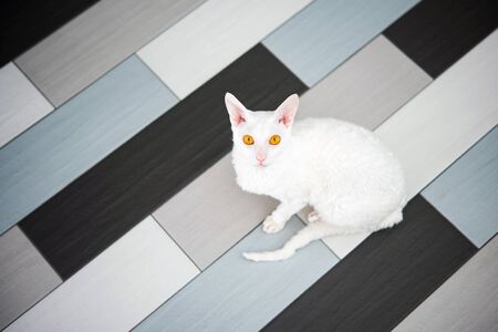 Domestic white cat (Cornish Rex) look the camera sitting on the tile.の写真素材